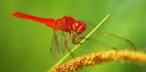 Capung: Pembunuh Nyamuk Alami yang Makan Lebih dari 100 Ekor Harian