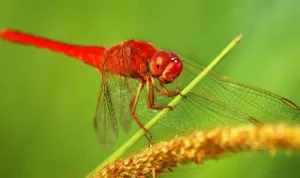 Capung-Merah.jpg Capung Merah