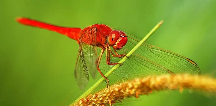 Capung: Pembunuh Nyamuk Alami yang Makan Lebih dari 100 Ekor Harian 1 Capung: Pembunuh Nyamuk Alami yang Makan Lebih dari 100 Ekor Harian