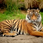 Gambar harimau 9
