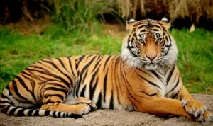 Gambar harimau 9