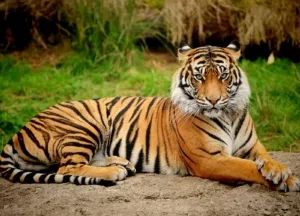 Harimau Sumatra Menyerang Sapi Warga di Siak
