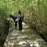 Wisata mangrove Wonorejo Surabaya