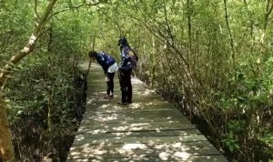 Wisata mangrove Wonorejo Surabaya