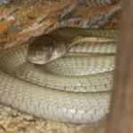 King_Cobra Penyelamatan Indukan King Kobra dan 21 Telur di Pacitan