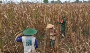 Serka Bambang Dampingi Petani Panen Jagung, Dukung Program Ketahanan Pangan Nasional