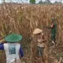 Serka Bambang Dampingi Petani Panen Jagung, Dukung Program Ketahanan Pangan Nasional
