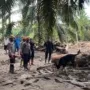 Den K9 Ditpolsatwa Baharkam Polri Berhasil Temukan Satu Korban Bencana Alam di Batang Toru, Sumatera Utara