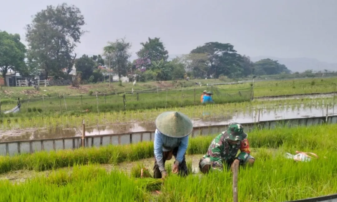 Babinsa Desa Pojok Dampingi Petani Siapkan Bibit Padi