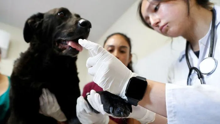 Pa Petugas Kemanusiaan Penyelamatan 39 Hewan dari Kandang Ilegal yang Memenangkan Kompetisi Anjing Terkenal