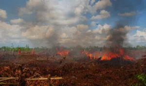 kebakaran sebanagau