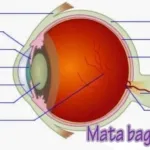 mata bagian dalam