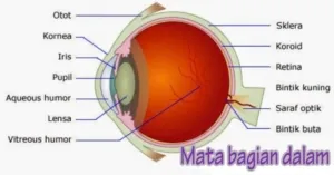 Penangkapan Dua Mata Elang di Depok yang Viral di Media Sosial
