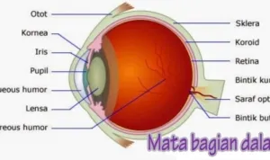mata bagian dalam