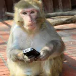 monyet%2Bmain%2Bhp.jpg Monyet Tonkean