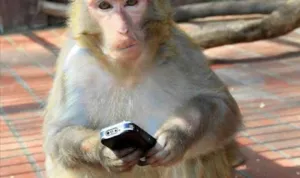 monyet%2Bmain%2Bhp.jpg Monyet Tonkean