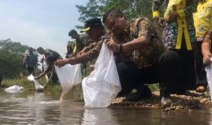 penebaran-bibit-ikan-air-tawar-di-embung.jpg penebaran bibit ikan air tawar di embung