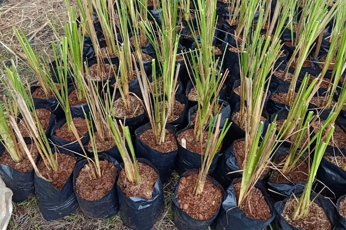 Peringatan BPBD Mojokerto: Angin Kencang Tidak Kenal Musim, Warga Diminta Waspada 1 Peringatan BPBD Mojokerto: Angin Kencang Tidak Kenal Musim, Warga Diminta Waspada