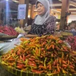 75475 harga cabai di pasar kawasan yogyakarta meroket