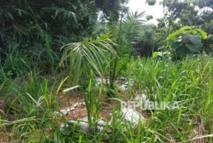 Ikuti perintah KDM, Cirebon babat tanaman sawit, ganti dengan mangga