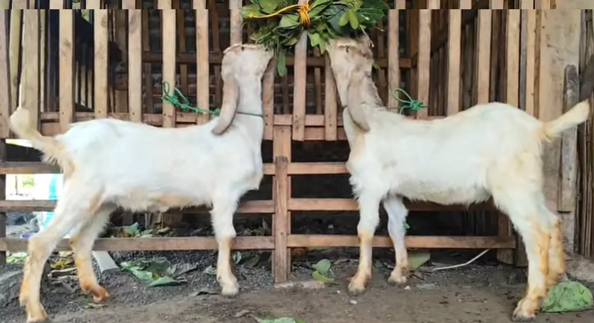 Pasar Hewan Nawangan Pacitan