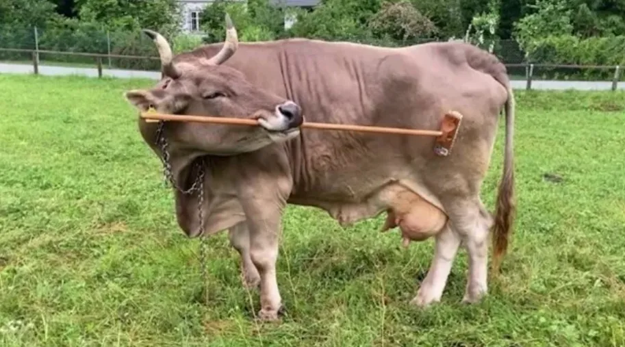 Perilaku Kognitif Veronika sapi cokelat yang Membuat Ilmuwan Terkejut 1 Veronika sapi cokelat Veronika Sapi Ternak