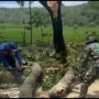 TNI-Polri dan BPBD Evakuasi Pohon Tumbang di Panggul Trenggalek