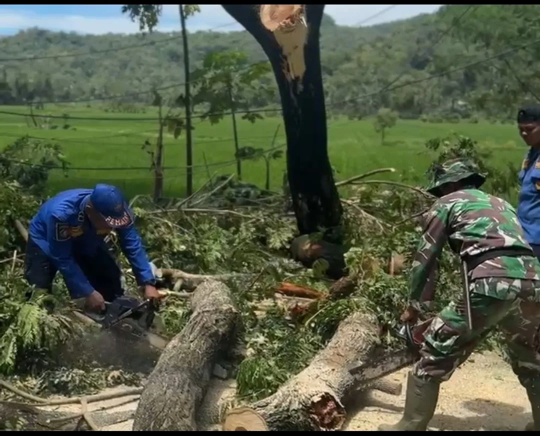 TNI-Polri dan BPBD Evakuasi Pohon Tumbang di Panggul Trenggalek