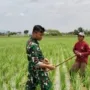 Dukung Ketahanan Pangan Nasional, Serda Sony Dampingi Petani Desa Ngranti