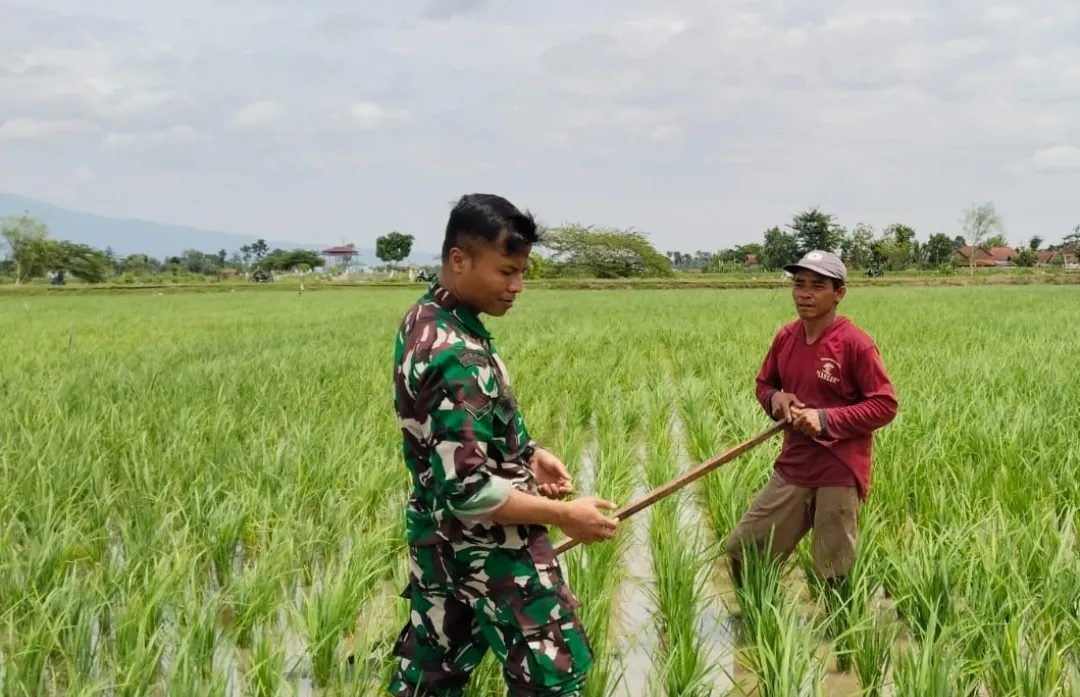Dukung Ketahanan Pangan Nasional, Serda Sony Dampingi Petani Desa Ngranti