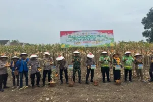 Panen Jagung Serentak Kuartal I 2026 bersama Kapolri, Kapolres Pasuruan Tegaskan Komitmen Ketahanan Pangan