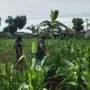 Sertu Purwanto Dampingi Petani Lakukan Penyemprotan Perangsang Daun Jagung