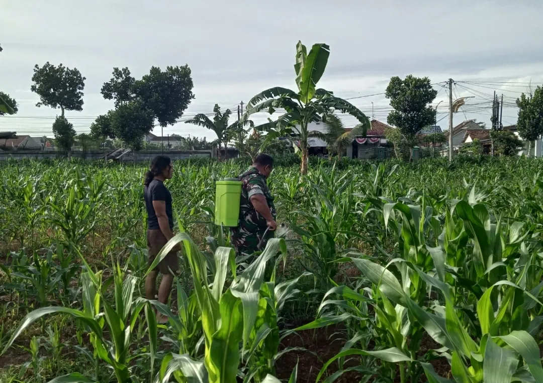 Sertu Purwanto Dampingi Petani Lakukan Penyemprotan Perangsang Daun Jagung