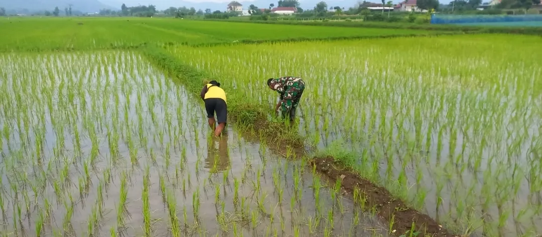 Jaga Produktivitas, Serka Sudarlan Dampingi Petani Lakukan Penyulaman Padi
