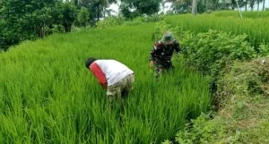 Dukung Ketahanan Pangan, Serka Rapingi Dampingi Petani Bersihkan Gulma