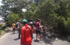 Respon Cepat Aparat, Pohon Tumbang di Jalan Nasional Durenan Berhasil Dievakuasi