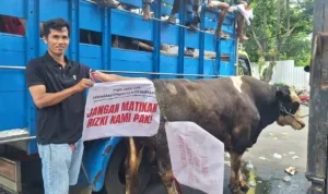 Aksi Massal Jagal Sapi