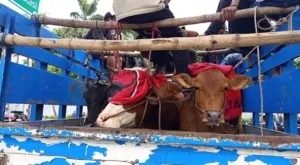 Pedagang dan Jagal Sapi Surabaya Berdemo