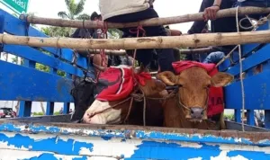 Pedagang dan Jagal Sapi Surabaya Berdemo