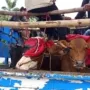 Pedagang dan Jagal Sapi Surabaya Berdemo