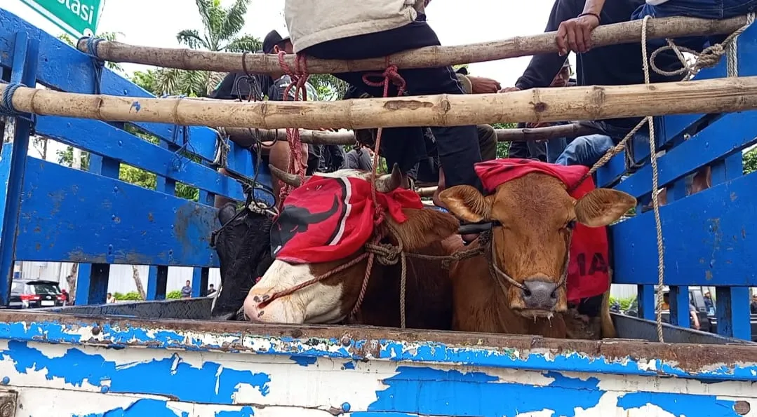 Pedagang dan Jagal Sapi Surabaya Berdemo