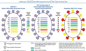 creation-of-h3n2-influenza-virus-science-source.jpg creation of h3n2 influenza virus science source