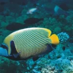 Pantai Porto, Ikan Badut