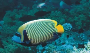Pantai Porto, Ikan Badut