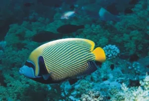 Pantai Porto, Ikan Badut