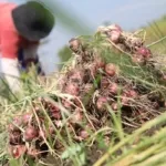 petani-beralih-tanam-bawang-merah-l5sy-dom.jpg petani beralih tanam bawang merah l5sy dom