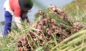 petani beralih tanam bawang merah l5sy dom