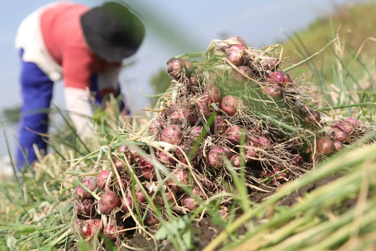 Menjanjikan! Petani Desa Sidodadi Ramunia pilih tanam bawang merah