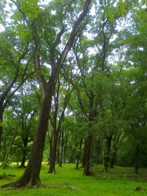 Perayaan HUT ke-85 Kebun Raya Purwodadi Pasuruan, Perkuat Fungsi Konservasi