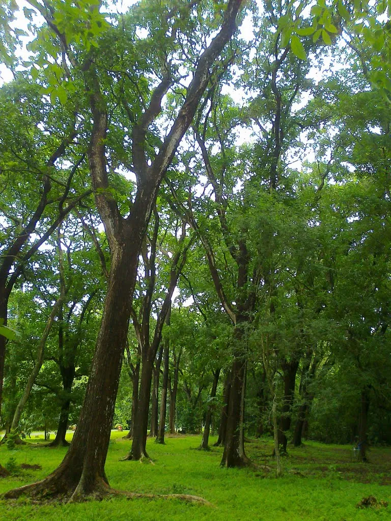 Perayaan HUT ke-85 Kebun Raya Purwodadi Pasuruan, Perkuat Fungsi Konservasi